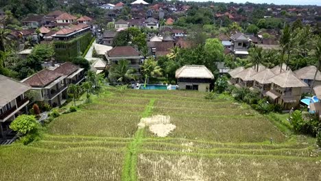 Hermosa-Vista-Aérea-Vuelo-Agradable-Piscina-Junto-A-Un-Campo-De-Arroz-En-Terrazas-Cabaña-De-Bambú-Hotel-Resort-Bali,-Ubud-Primavera-2017