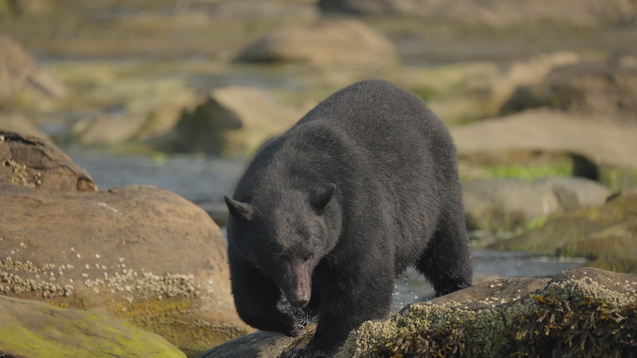 Orso nero nella Columbia Britannica, Canada, che pesca lungo la spiaggia e gli scogli per prepararsi al letargo e all'inverno