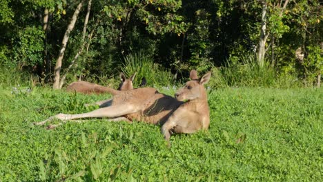 eastern grey kangaroo relaxing on the ground in queensland, australia - wide shot