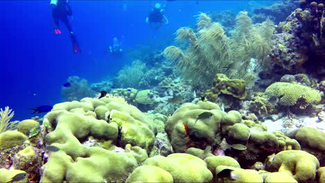 Group-of-scuba-divers-swimming-across-coral-reef