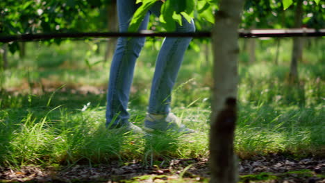 farmer walking close up checking green plants on sunny farmland plantation