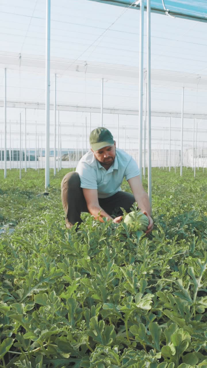 Farmer examining watermelon in greenhouse