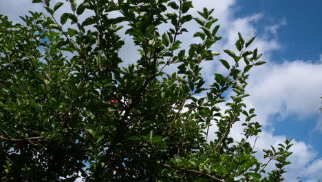 Fast Moving Clouds over Apple Trees with Red Apples