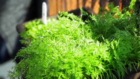 watering of a dill herb