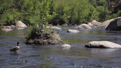 duck swims along kern river california on beautiful sunny day