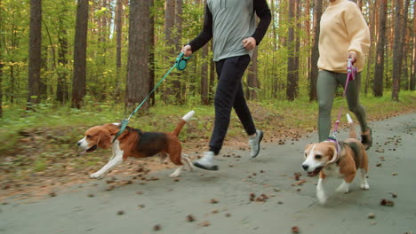 couple jogging with dogs in the forest