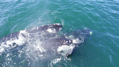 un primer plano de las ballenas francas del sur que arrojan agua de sus agujeros de soplo que refracta la luz solar y causa el arco iris.