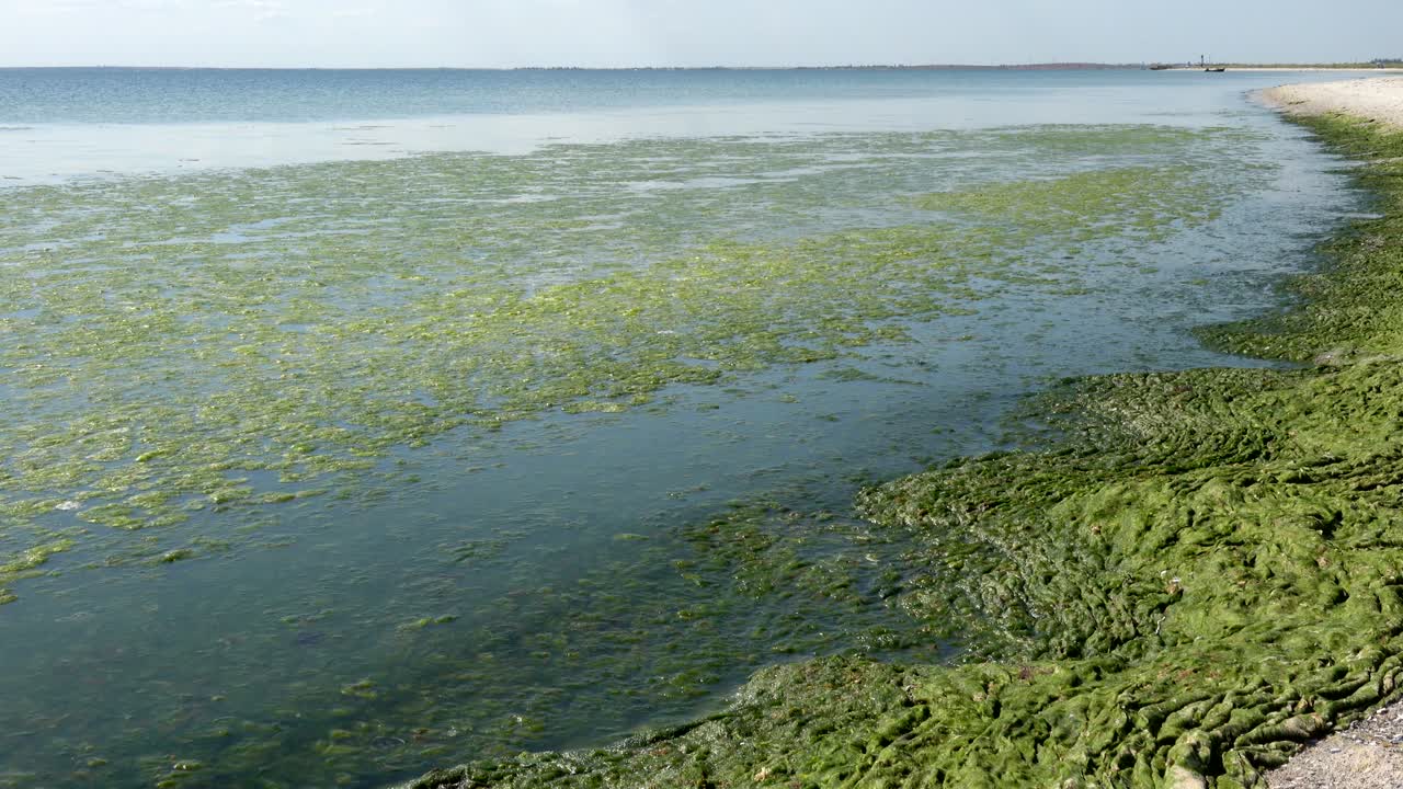 mar contaminado por algas verdes