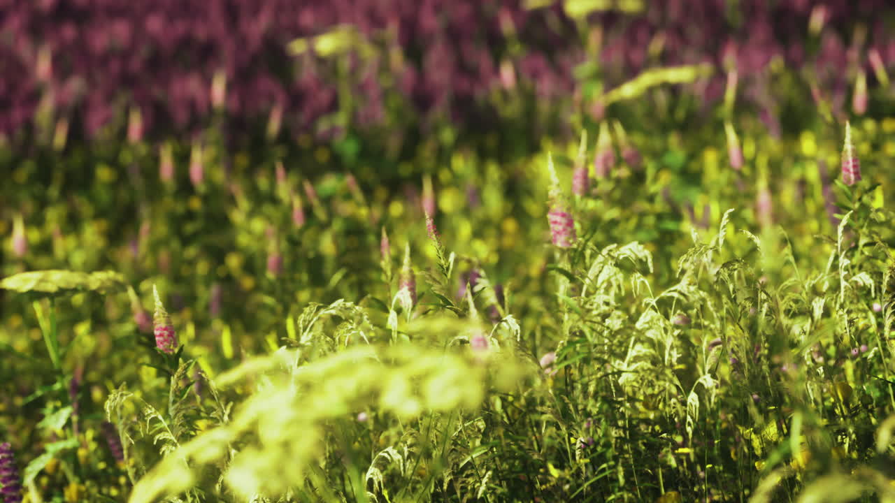 campo vibrante de flores silvestres y hierbas bajo la brillante luz del sol en primavera
