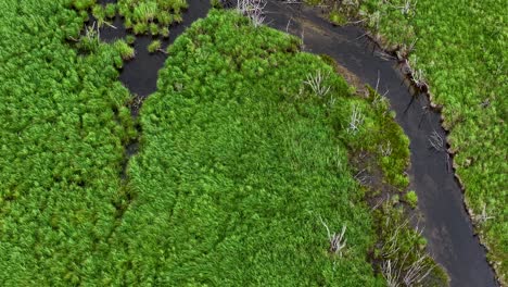 Aerial drone view of dense green wetland vegetation with a narrow winding water channel cutting through the landscape
