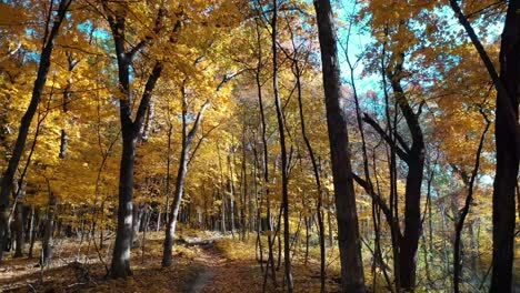 colores de otoño a través de las hojas del bosque por senderos para caminatas
