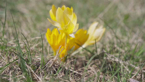 Wilder-Gelber-Krokus-In-Der-Natur