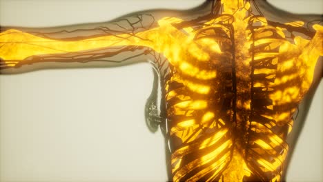 human skeleton bones scan glowing