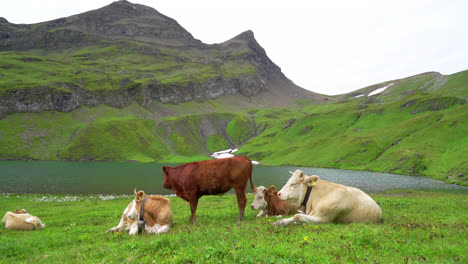 cow with bachalpsee lake and swiss alps in grindelwald