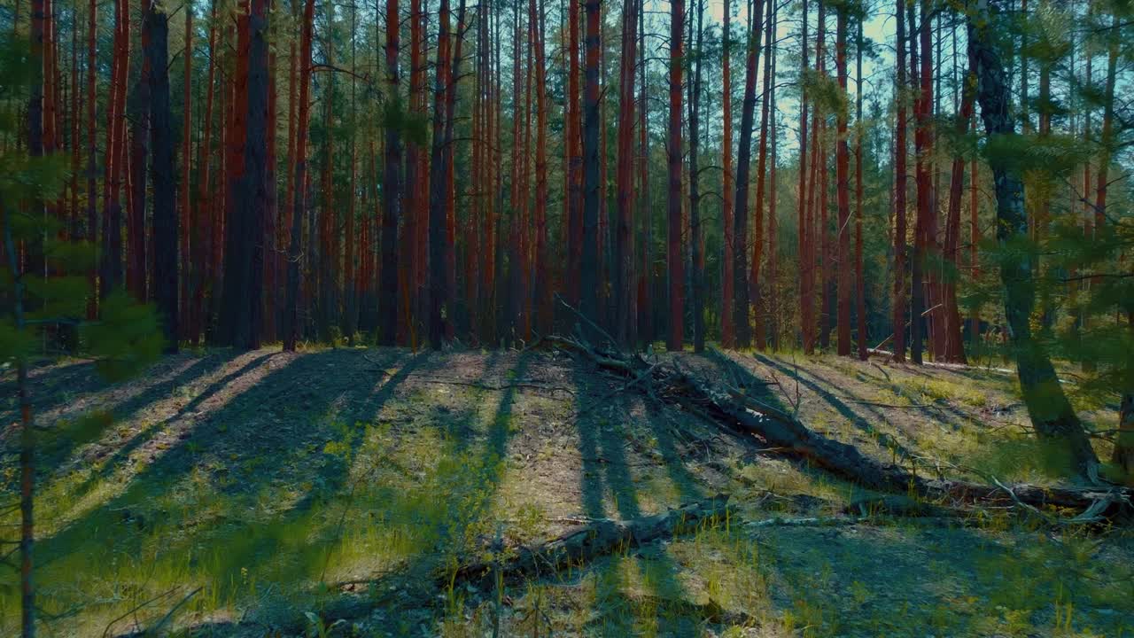 солнечное утро в красивом хвойном лесу летом или весной, высокие еловые деревья против солнца, 4 км, прорывы