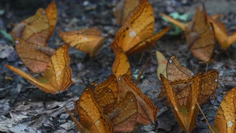 Eine-Gute-Zeit-Haben,-Sich-Auf-Dem-Waldboden-Von-Mineralien-Zu-Ernähren,-Während-Andere-Schmetterlinge-Herumfliegen