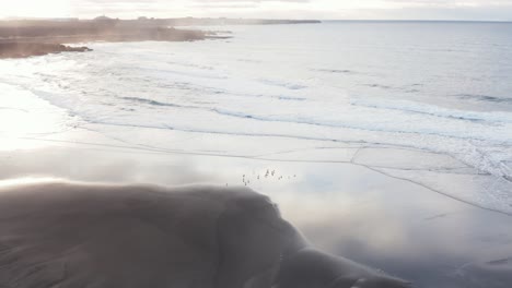 Flock-of-seagulls-standing-in-shallow-water-on-Iceland-beach-during-sunrise,-aerial