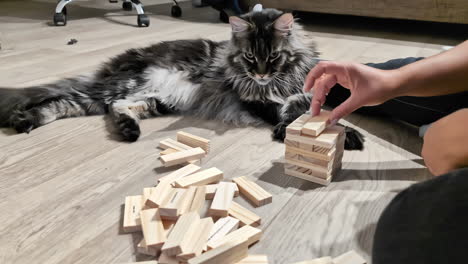 person playing jenga blocks near lying dowm maine coon cat breed