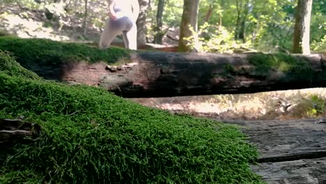 Revealing-shot-of-girl-hiking-in-deep-forest-between-old-dead-mossy-trees-laying-on-the-ground