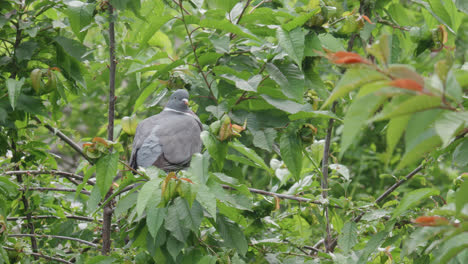 Wild-wood-pigeon-sitting-perched-high-up-in-a-sycamore-tree-in-the-UK-countryside