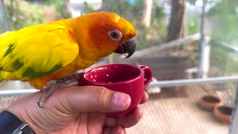 sun conure eating from a person's hand