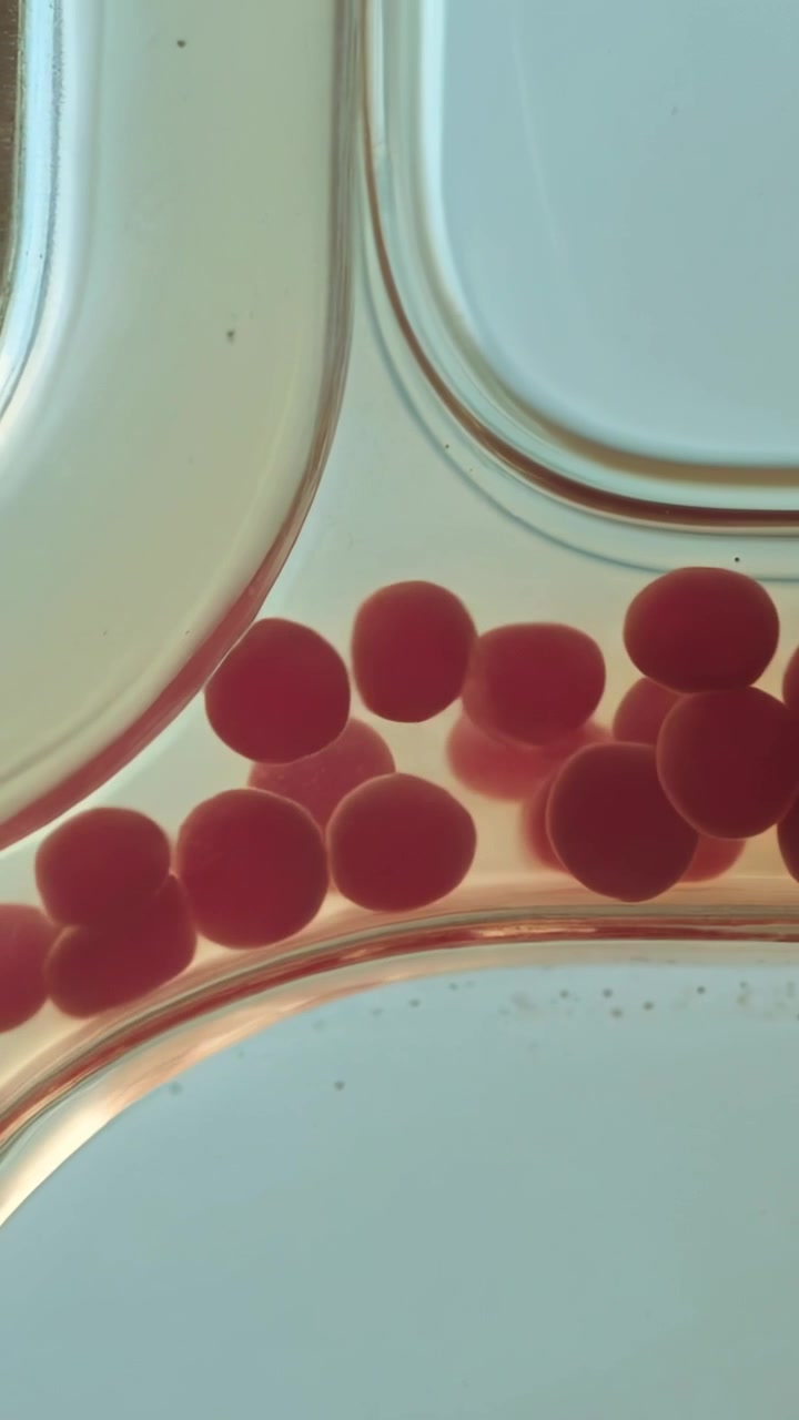 Vertical video: Shifting red beads sliding and bumping along bent channel in lab
