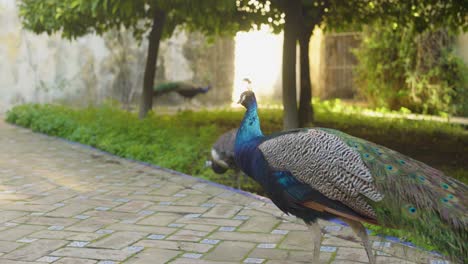 pavo real observando a su alrededor en la hermosa plaza y la luz del sol
