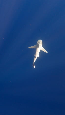 el tiburón de arena nada en el océano abierto - toma vertical