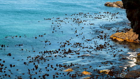 Bosque-De-Algas-Que-Se-Mecen-Suavemente-Con-La-Marea-A-Lo-Largo-De-La-Costa-Rocosa