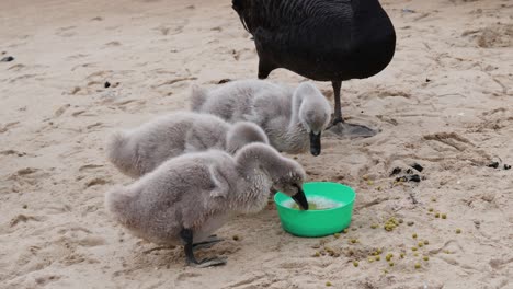 swan and cygnets eating together from bowl