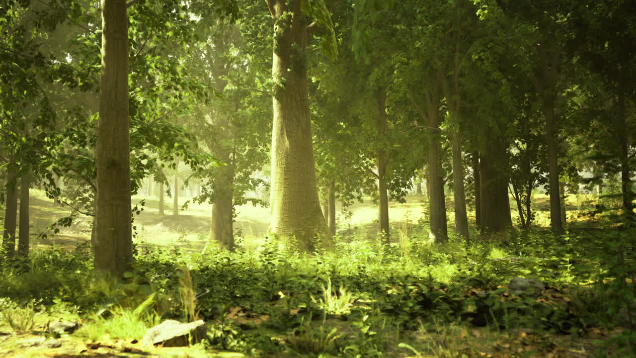 Sunlight filtering through tall trees in a tranquil forest setting