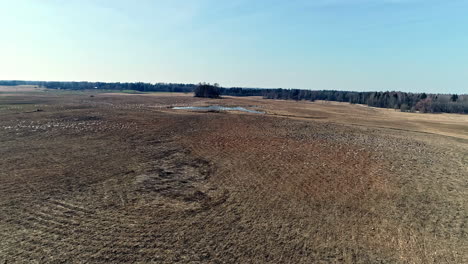 flocks of migratory wild geese flying over brown landscape