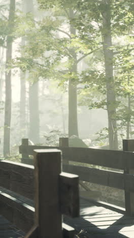 forest path with fog and sunlight