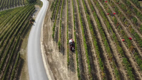 farmer harvesting vineyard with tractor machinery
