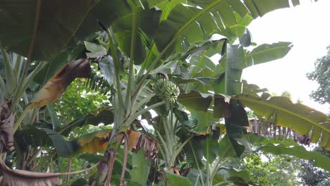 saba-bananenbäume wachsen in den flachen ebenen der philippinen