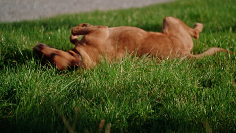 happy dog rolls around kicking legs up into air playing in grass of farm