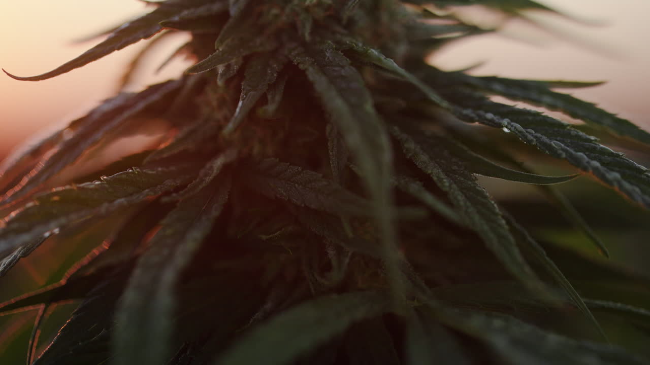 Piantagione di cannabis nel Colorado sud-orientale all'alba