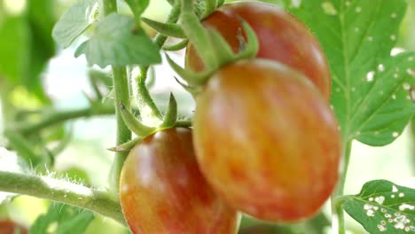 fresh organic bright red tomatoes hanging on vine in the garden