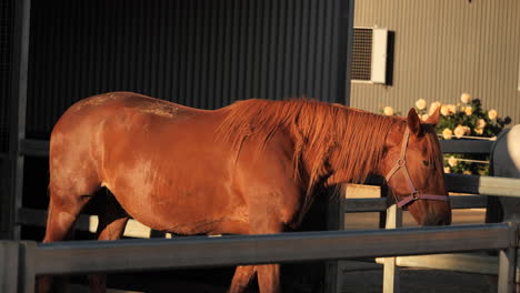 wide shot of calm horse in stable