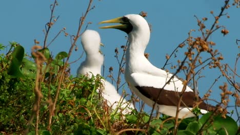 long shot of a young and an adult white atoba seabird calling out and making noise while hiding among tall grass