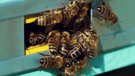 from beehive entrance bees creep out. honey bee colony guards on blue hive from looting honeydew