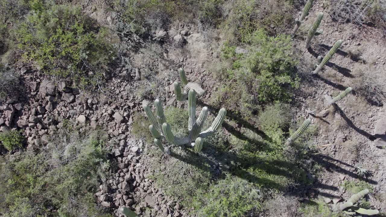 Dolly out with tilt up movement over cactus in desert of Baja California Sur, Mexico