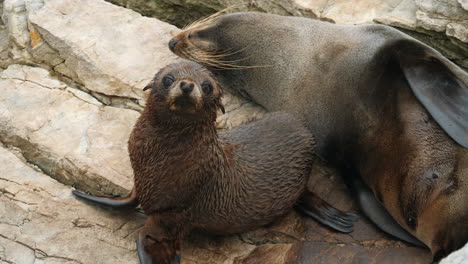 Lindo-Bebé-Lobo-Marino-De-Nueva-Zelanda-Y-Madre-En-Una-Costa-Rocosa