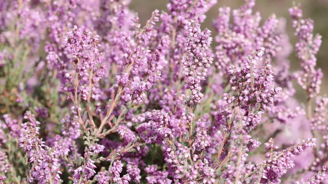 Ling or Common Heather, Calluna vulgaris, flowering in late Summer. England. UK