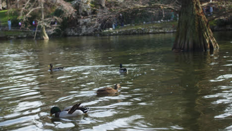 ducks eating and swimming in a lagoon inside the famous "el retiro" park in madrid