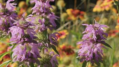 Texas-Hill-Country-Wild-Flowers,-A-honey-bee-collects-pollen-from-purple-horse-mint-in-slow-motion