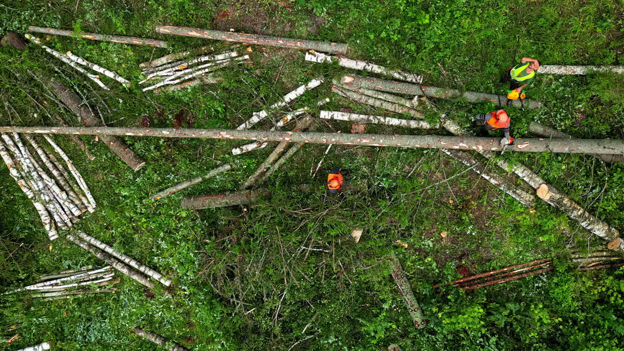 operación de tala en un bosque
