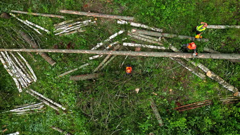 operación de tala en un bosque