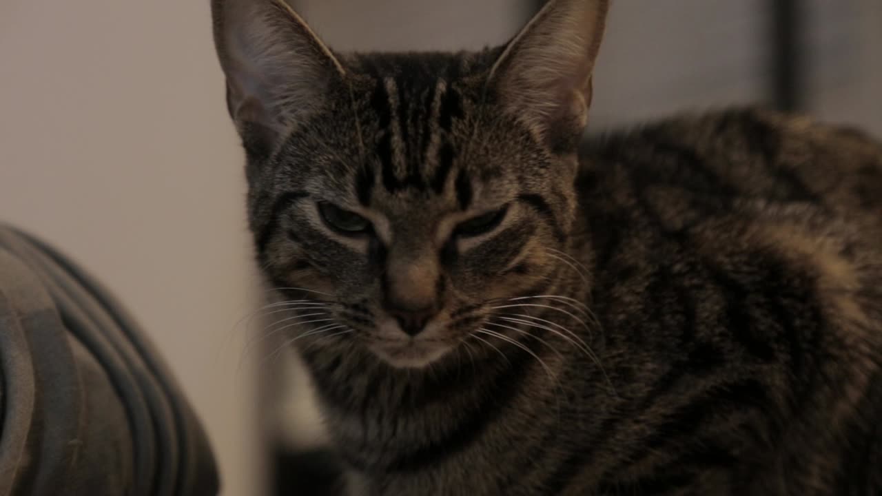 un lindo gato gris de cara mirando directamente con los ojos bien abiertos - primer plano