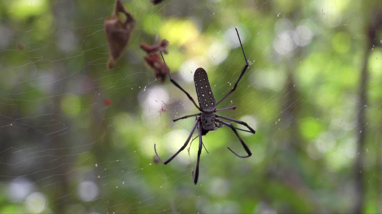 Golden silk orb-weaver spider (Trichonephila clavipes) on web in Cuba, Caribbean